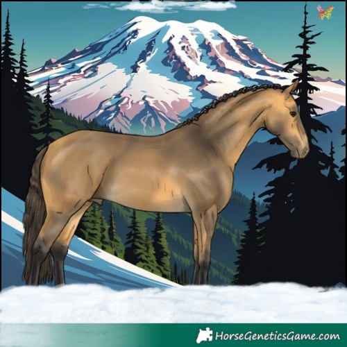 Horse Color:Buckskin 