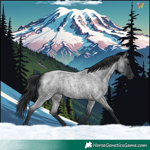 Horse Color:Blue Roan