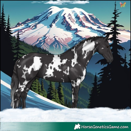 Horse Color:White Spotted Smoky Black