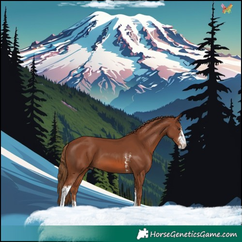 Horse Color:Chestnut Sabino 