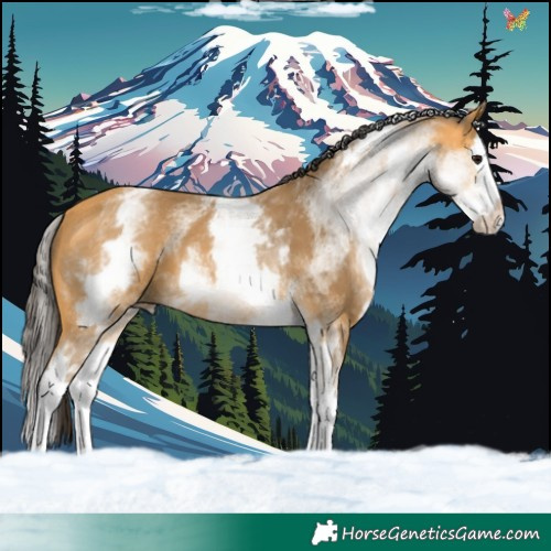 Horse Color:White Spotted Buckskin Splash