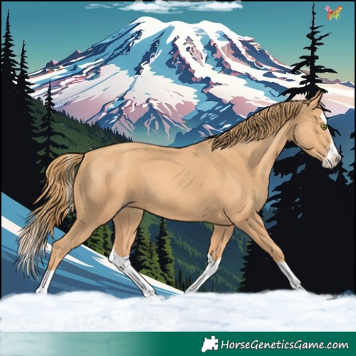 Horse Color:Gold Champagne Splash