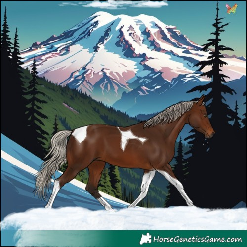 Horse Color:Gray Silver Bay Tobiano