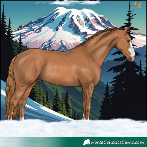 Horse Color:Chestnut Rabicano 