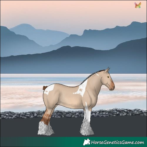 Horse Color:Red Dun Tobiano Rabicano 