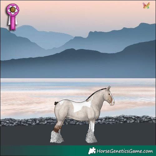 Horse Color:Liver Red Dun Roan Splash Tobiano 