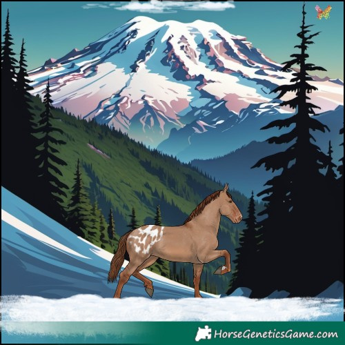 Horse Color:Red Dun Blanket Rabicano