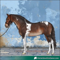 Horse Color:Bay Tobiano Rabicano