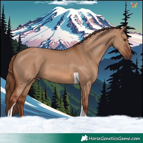 Horse Color:Red Dun Tobiano 