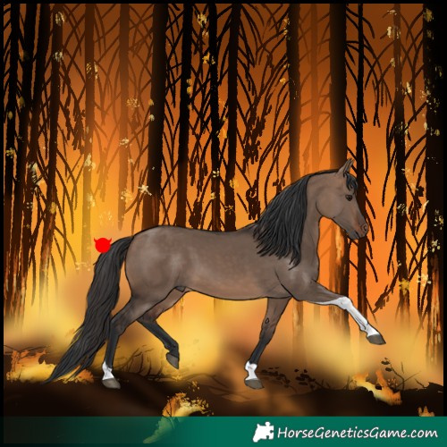 Horse Color:Brown Dun Tobiano 