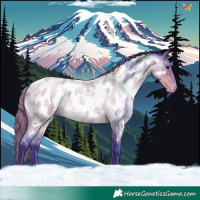 Horse Color:Watercolor Buckskin Roan Appaloosa 