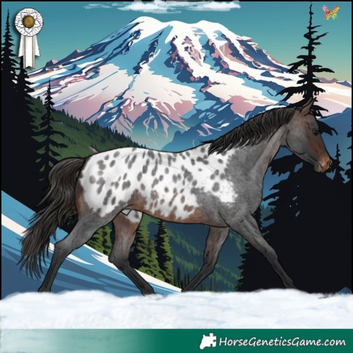 Horse Color:Brown Roan Appaloosa 