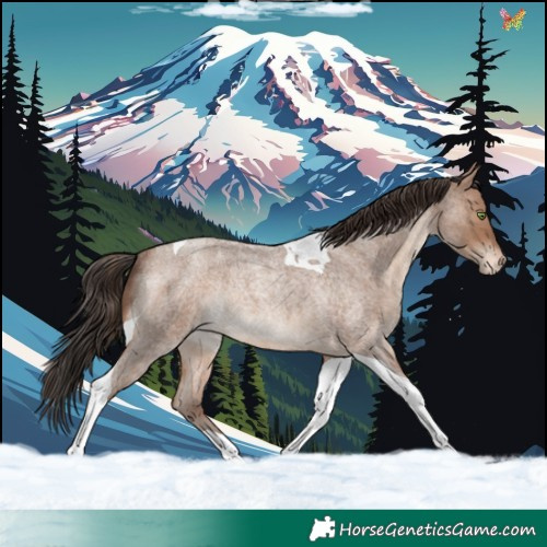 Horse Color:Sable Champagne Roan Tobiano Appaloosa Rabicano 