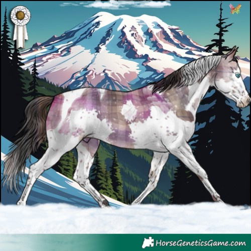Horse Color:Plaid Brown Dun Splash Tobiano