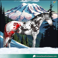 Horse Color:Gray Black Splash Tobiano