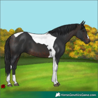 Horse Color:Brown Tobiano 