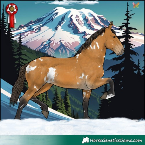 Horse Color:White Spotted Buckskin 