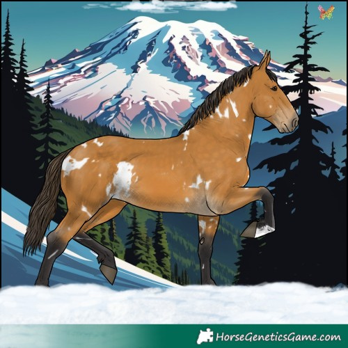 Horse Color:White Spotted Buckskin 
