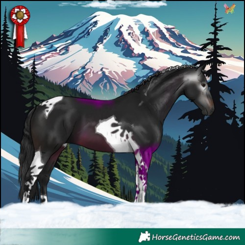 Horse Color:Gray Brown Tobiano