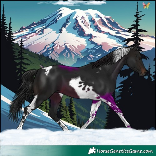 Horse Color:Gray Brown Tobiano