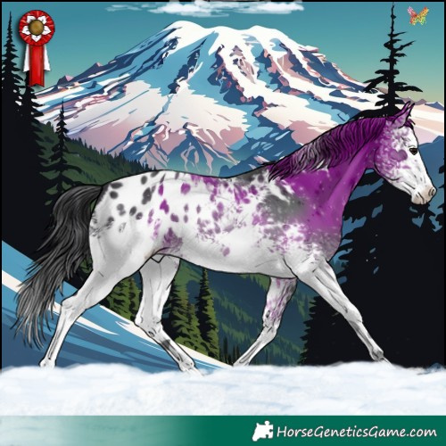 Horse Color:White Spotted Black Appaloosa 