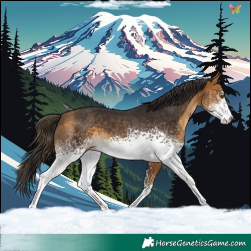 Horse Color:White Spotted Buckskin 