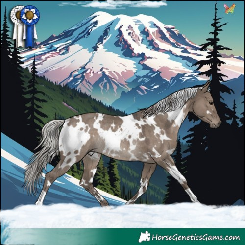 Horse Color:White Spotted Silver Grullo Rabicano
