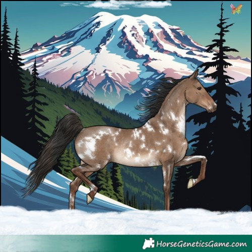 Horse Color:White Spotted Liver Red Dun Rabicano 