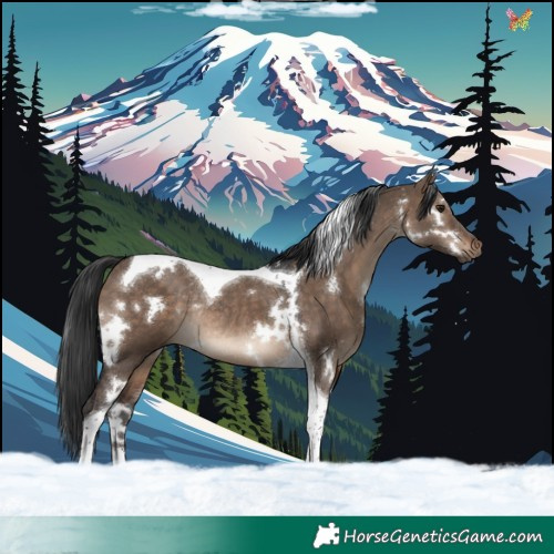 Horse Color:White Spotted Brown Dun Tobiano Rabicano