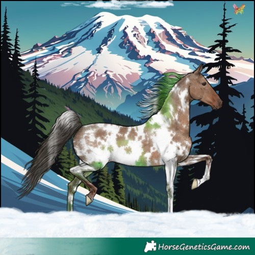 Horse Color:White Spotted Liver Red Dun