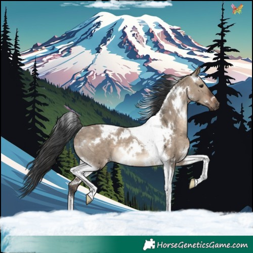 Horse Color:White Spotted Brown Dun Tobiano Rabicano