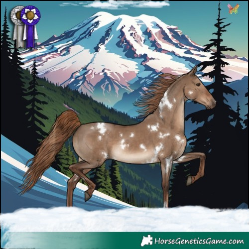 Horse Color:White Spotted Liver Red Dun Rabicano