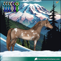 Horse Color:White Spotted Liver Red Dun Rabicano
