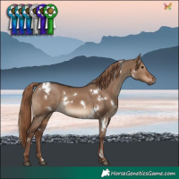 Horse Color:White Spotted Liver Red Dun Rabicano