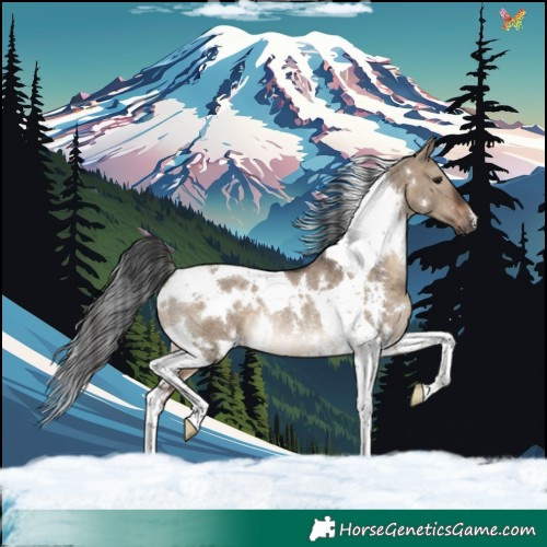 Horse Color:White Spotted Brown Dun Tobiano Rabicano