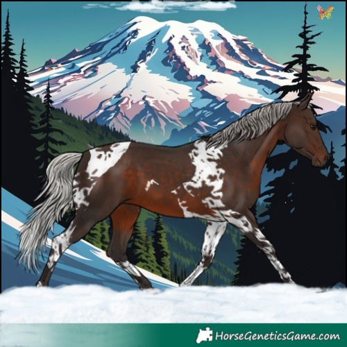 Horse Color:Silver Brown Tobiano 
