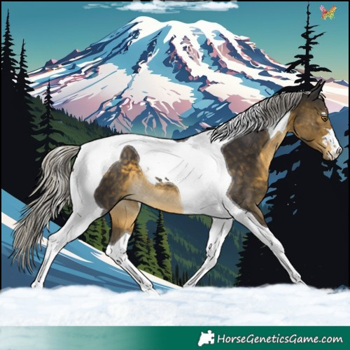 Horse Color:Silver Buckskin Tobiano