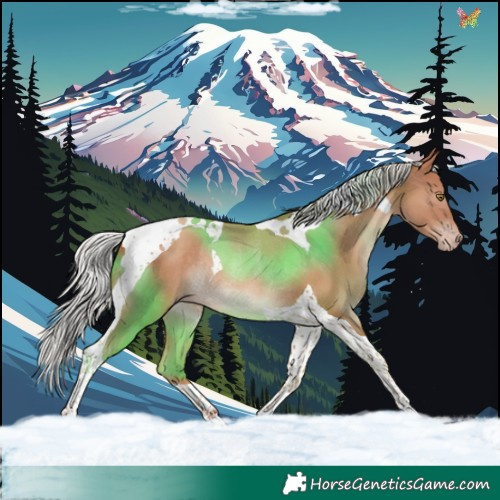 Horse Color:Silver Sable Champagne Tobiano Rabicano 