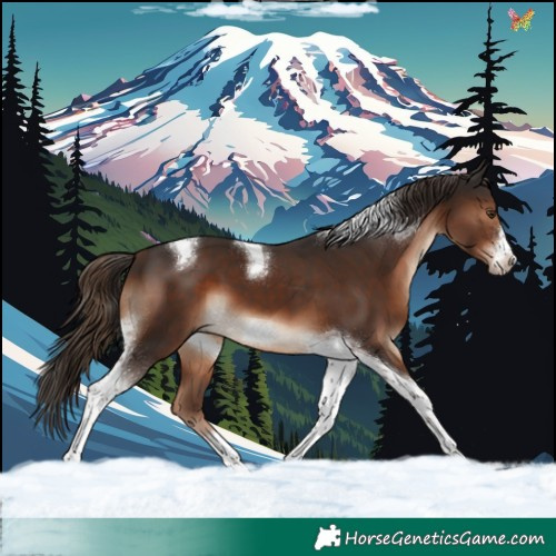 Horse Color:Liver Chestnut Tobiano Frame 