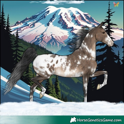 Horse Color:White Spotted Brown Dun Blanket Rabicano
