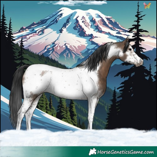Horse Color:Brown Dun Tobiano Frame 
