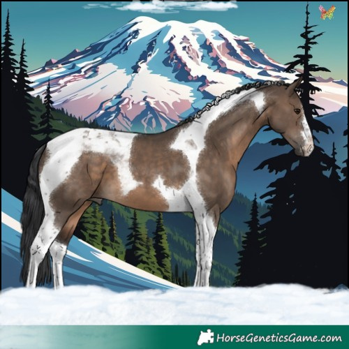 Horse Color:Brown Dun Tobiano