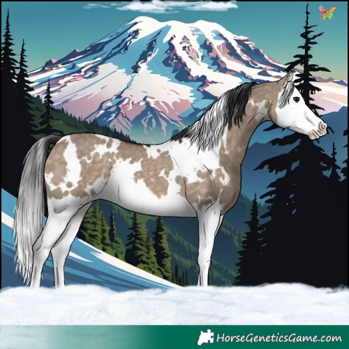 Horse Color:White Spotted Brown Dun Splash 