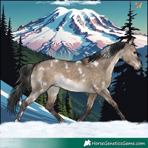 Horse Color:White Spotted Brown Dun