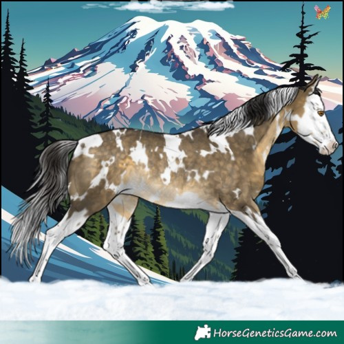 Horse Color:White Spotted Buckskin Dun Splash Varnish Rabicano