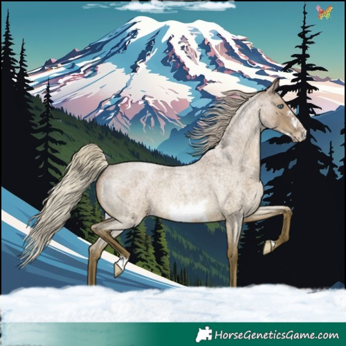 Horse Color:Silver Grullo Roan Frame Rabicano Brindle