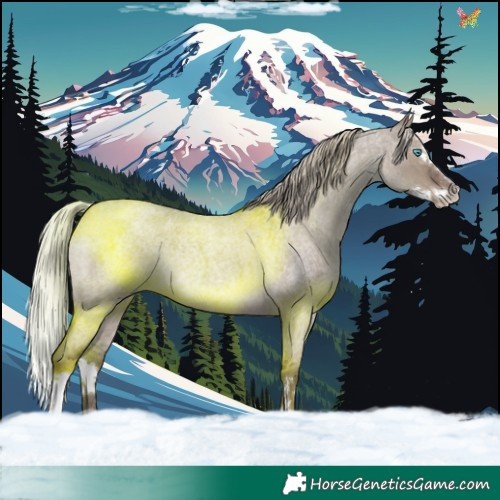 Horse Color:Silver Grullo Roan Splash Rabicano 