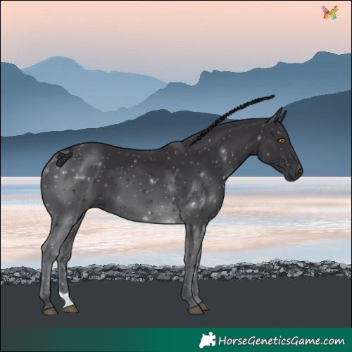 Horse Color:Black 