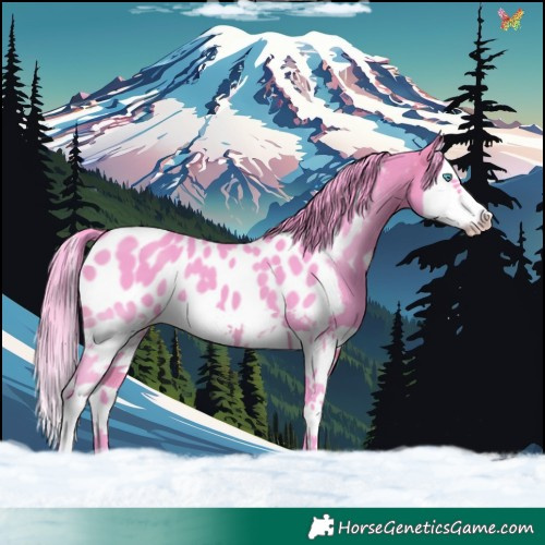 Horse Color:Watercolor Brown Splash Appaloosa 