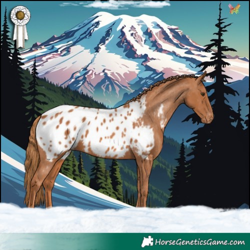 Horse Color:Chestnut Blanket